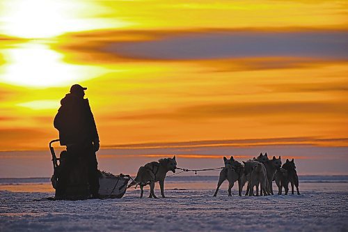Photos by Shel Zolkewich / Winnipeg Free Press
Take in all of Manitoba’s gorgeous landscapes from the comfort of a dogsled. If a Churchill trip in on your radar, book a visit with Wapusk Adventures, BlueSky Expeditions or Churchill River Mushing (pictured here) to get the sub-Arctic experience. 