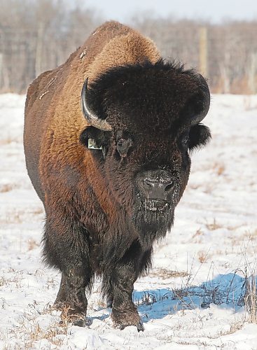 A bison bull at Ritchie Bison north of Souris. After taking over the family farm six years ago, Jim and Bridie Ritchie turned to bison for their herd and it's a decision that's proven successful. (Ian Hitchen/The Brandon Sun)