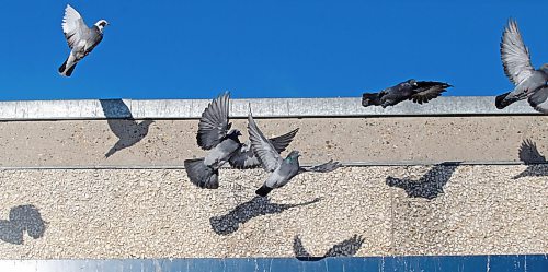 Pigeons take flight from their perch in downtown Brandon on Friday afternoon. (Matt Goerzen/The Brandon Sun)