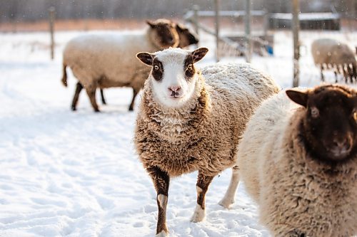 MIKAELA MACKENZIE / WINNIPEG FREE PRESS

Anna Hunter&#x573; flock of wool sheep at her fibre farm east of Winnipeg on Tuesday, Dec. 6, 2022. For green page story.
Winnipeg Free Press 2022.