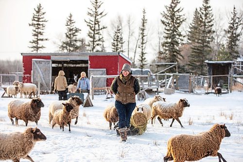 MIKAELA MACKENZIE / WINNIPEG FREE PRESS

Anna Hunter, co-director of Pembina Fibreshed, feeds her flock of wool sheep at her fibre farm east of Winnipeg on Tuesday, Dec. 6, 2022. For green page story.
Winnipeg Free Press 2022.