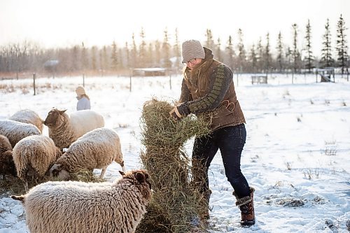 MIKAELA MACKENZIE / WINNIPEG FREE PRESS

Anna Hunter, co-director of Pembina Fibreshed, feeds her flock of wool sheep at her fibre farm east of Winnipeg on Tuesday, Dec. 6, 2022. For green page story.
Winnipeg Free Press 2022.