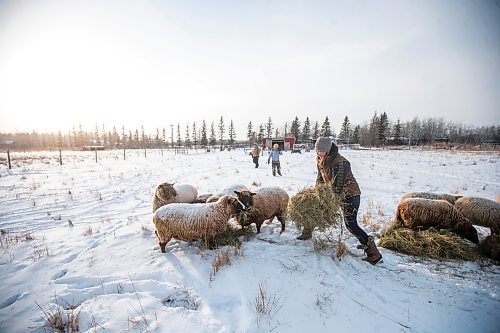 MIKAELA MACKENZIE / WINNIPEG FREE PRESS

Anna Hunter, co-director of Pembina Fibreshed, feeds her flock of wool sheep at her fibre farm east of Winnipeg on Tuesday, Dec. 6, 2022. For green page story.
Winnipeg Free Press 2022.