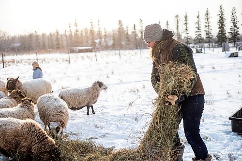 MIKAELA MACKENZIE / WINNIPEG FREE PRESS

Anna Hunter, co-director of Pembina Fibreshed, feeds her flock of wool sheep at her fibre farm east of Winnipeg on Tuesday, Dec. 6, 2022. For green page story.
Winnipeg Free Press 2022.