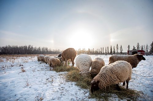 MIKAELA MACKENZIE / WINNIPEG FREE PRESS

Anna Hunter&#x573; flock of wool sheep at her fibre farm east of Winnipeg on Tuesday, Dec. 6, 2022. For green page story.
Winnipeg Free Press 2022.