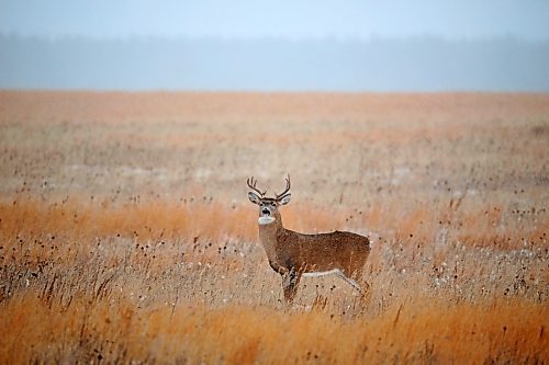 17112022
A white-tailed deer buck looks out from a field south of Shilo on Thursday. 
(Tim Smith/The Brandon Sun)