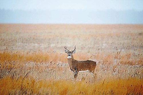 17112022
A white-tailed deer buck looks out from a field south of Shilo on Thursday. 
(Tim Smith/The Brandon Sun)