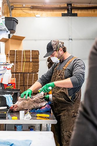 MIKAELA MACKENZIE / WINNIPEG FREE PRESS

Brian Kiss cuts the lymph nodes out of a deer head at a lab in Dauphin where cervid tissue samples are taken to test for Chronic Wasting Disease on Tuesday, Nov. 29, 2022. For JS Rutgers story.
Winnipeg Free Press 2022.