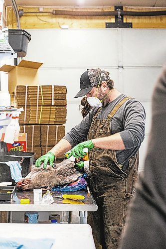 MIKAELA MACKENZIE / WINNIPEG FREE PRESS

Brian Kiss cuts the lymph nodes out of a deer head at a lab in Dauphin where cervid tissue samples are taken to test for Chronic Wasting Disease on Tuesday, Nov. 29, 2022. For JS Rutgers story.
Winnipeg Free Press 2022.