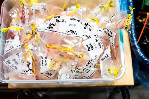 MIKAELA MACKENZIE / WINNIPEG FREE PRESS

Samples at the gross dissection lab in Dauphin where cervid tissues, such as lymph nodes and brain stems, are taken from heads to test for Chronic Wasting Disease on Tuesday, Nov. 29, 2022. For JS Rutgers story.
Winnipeg Free Press 2022.