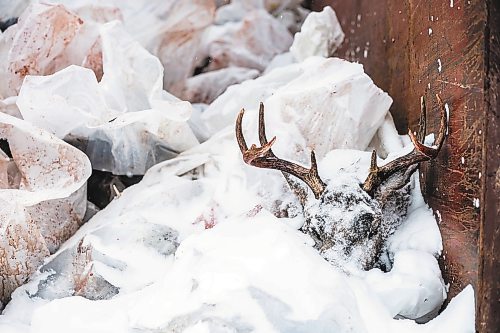 MIKAELA MACKENZIE / WINNIPEG FREE PRESS

A dumpster partially filled with deer heads at the Manitoba Conservation site in Dauphin where cervid tissue samples (like lymph nodes and brain stems) are dissected from heads to test for Chronic Wasting Disease on Tuesday, Nov. 29, 2022. For JS Rutgers story.
Winnipeg Free Press 2022.