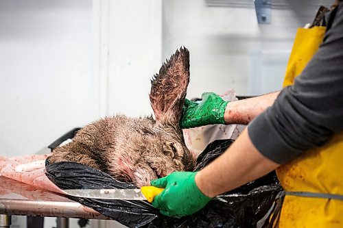 MIKAELA MACKENZIE / WINNIPEG FREE PRESS

Brian Kiss holds a deer&#x573; ear up before cutting its lymph nodes out of the head at a lab in Dauphin where cervid tissue samples are taken to test for Chronic Wasting Disease on Tuesday, Nov. 29, 2022. For JS Rutgers story.
Winnipeg Free Press 2022.