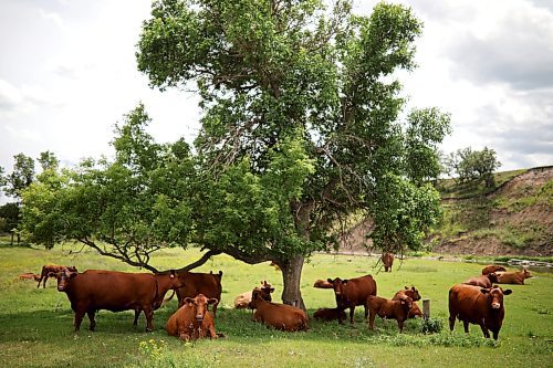 Cattle graze in the shade of a tree near the Little Saskatchewan River northwest of Brandon on a hot afternoon.  (FILE/The Brandon Sun)
