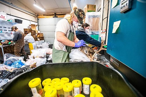 MIKAELA MACKENZIE / WINNIPEG FREE PRESS

Ethan Dobbs cuts the lymph nodes out of a deer head at a lab in Dauphin where cervid tissue samples are taken to test for Chronic Wasting Disease on Tuesday, Nov. 29, 2022. For JS Rutgers story.
Winnipeg Free Press 2022.