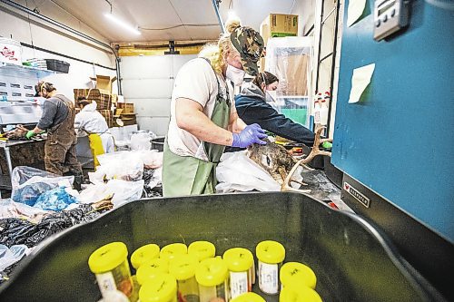 MIKAELA MACKENZIE / WINNIPEG FREE PRESS

Ethan Dobbs cuts the lymph nodes out of a deer head at a lab in Dauphin where cervid tissue samples are taken to test for Chronic Wasting Disease on Tuesday, Nov. 29, 2022. For JS Rutgers story.
Winnipeg Free Press 2022.