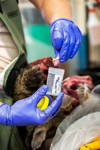 MIKAELA MACKENZIE / WINNIPEG FREE PRESS

Ethan Dobbs drops a lymph node into a sample container after cutting it out of a deer head at a lab in Dauphin where cervid tissue samples are taken to test for Chronic Wasting Disease on Tuesday, Nov. 29, 2022. For JS Rutgers story.
Winnipeg Free Press 2022.