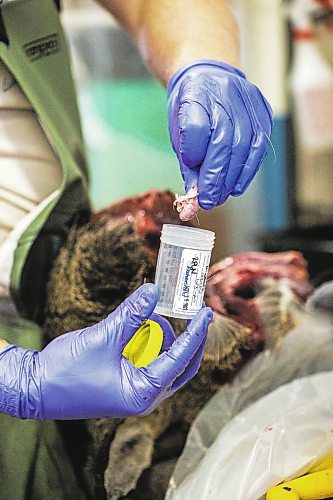 MIKAELA MACKENZIE / WINNIPEG FREE PRESS

Ethan Dobbs drops a lymph node into a sample container after cutting it out of a deer head at a lab in Dauphin where cervid tissue samples are taken to test for Chronic Wasting Disease on Tuesday, Nov. 29, 2022. For JS Rutgers story.
Winnipeg Free Press 2022.