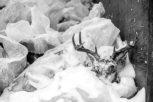 MIKAELA MACKENZIE / WINNIPEG FREE PRESS

A dumpster partially filled with deer heads at the Manitoba Conservation site in Dauphin where cervid tissue samples (like lymph nodes and brain stems) are dissected from heads to test for Chronic Wasting Disease on Tuesday, Nov. 29, 2022. For JS Rutgers story.
Winnipeg Free Press 2022.