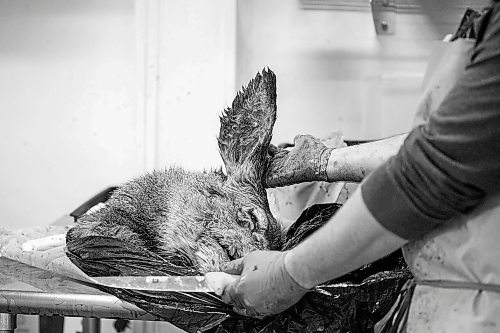 MIKAELA MACKENZIE / WINNIPEG FREE PRESS

Brian Kiss holds a deer&#x573; ear up before cutting its lymph nodes out of the head at a lab in Dauphin where cervid tissue samples are taken to test for Chronic Wasting Disease on Tuesday, Nov. 29, 2022. For JS Rutgers story.
Winnipeg Free Press 2022.