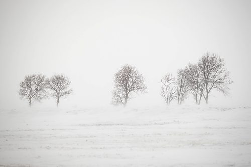 MIKE DEAL / WINNIPEG FREE PRESS

A stand of trees in a field south of Winnipeg enduring the seemingly unrelenting blowing snow that has also hampered many motorists  Wednesday.

220209 - Wednesday, February 09, 2022.