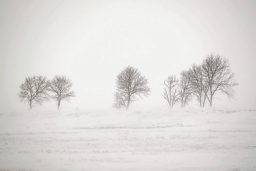 MIKE DEAL / WINNIPEG FREE PRESS

A stand of trees in a field south of Winnipeg enduring the seemingly unrelenting blowing snow that has also hampered many motorists  Wednesday.

220209 - Wednesday, February 09, 2022.