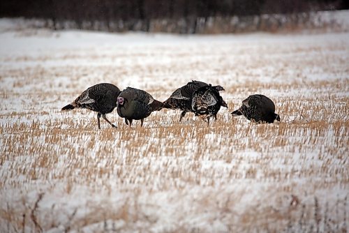 A flock of turkeys forages through the stubble of a wheat field west of Brandon along the Trans-Canada Highway near Grand Valley on Monday morning. (Matt Goerzen/The Brandon Sun)