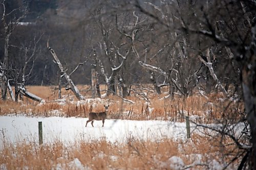 A deer walks into a wooded area along Grand Valley Road on a cold Monday morning. (Matt Goerzen/The Brandon Sun)