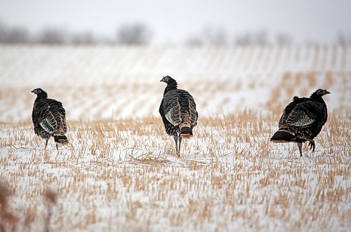 A flock of turkeys forages through the stubble of a wheat field west of Brandon along the Trans-Canada Highway near Grand Valley on Monday morning. (Matt Goerzen/The Brandon Sun)