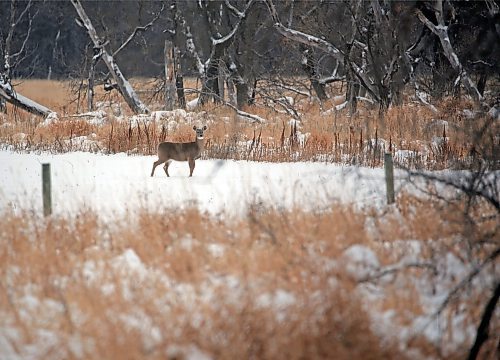 A deer walks into a wooded area along Grand Valley Road on a cold Monday morning. (Matt Goerzen/The Brandon Sun)