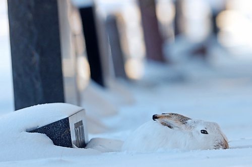 20122022
A white-tailed jackrabbit sits camouflaged in the snow at the Brandon Cemetery, conserving energy on a bitterly cold Tuesday.   (Tim Smith/The Brandon Sun)