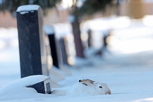 20122022
A white-tailed jackrabbit sits camouflaged in the snow at the Brandon Cemetery, conserving energy on a bitterly cold Tuesday.   (Tim Smith/The Brandon Sun)