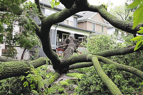 RUTH BONNEVILLE / WINNIPEG FREE PRESS

Local - Storm tree in yard

A large maple tree, approximately 50 ft in height, broke off from its roots in the stormy weather and fell into neighbouring yards at 811 Mulvey Ave. Tuesday.



May 30th, 2022
 