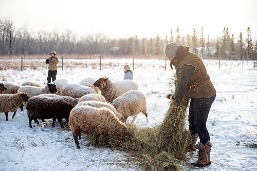 MIKAELA MACKENZIE / WINNIPEG FREE PRESS

Anna Hunter, co-director of Pembina Fibreshed, feeds her flock of wool sheep at her fibre farm east of Winnipeg on Tuesday, Dec. 6, 2022. For green page story.
Winnipeg Free Press 2022.