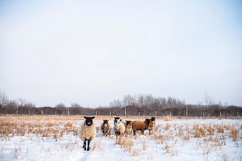 MIKAELA MACKENZIE / WINNIPEG FREE PRESS

Anna Hunter&#x573; flock of wool sheep at her fibre farm east of Winnipeg on Tuesday, Dec. 6, 2022. For green page story.
Winnipeg Free Press 2022.