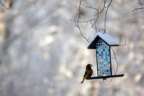 An evening grosbeak perches on a bird feeder in the yard of retired Parks Canada employee Ken Kingdon in Onanole, south of Riding Mountain National Park on Tuesday afternoon. (Matt Goerzen/The Brandon Sun)