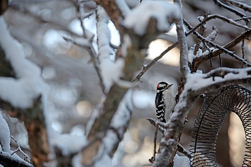 A downy woodpecker visits a bird feeder on a private yard in Onanole on Tuesday.  (Matt Goerzen/The Brandon Sun)