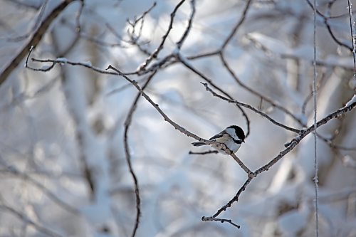 A black-capped chickadee sits on a branch in the yard of retired Parks Canada employee Ken Kingdon in Onanole on Tuesday. (Matt Goerzen/The Brandon Sun)