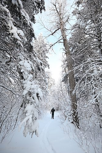 Parks Canada resource conservation officer Tim Town snowshoes along the Bead Lakes Trail on Tuesday during the annual Christmas Bird Count in Riding Mountain National Park. (Matt Goerzen/The Brandon Sun)
