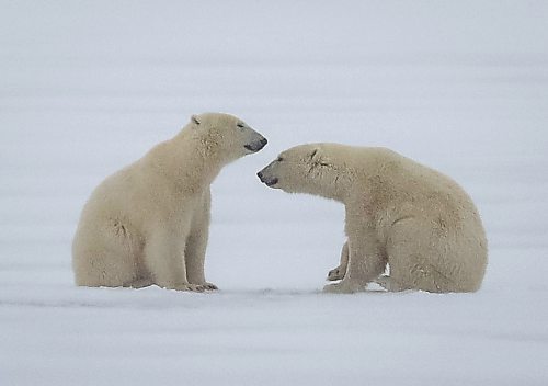 Researchers surveyed Western Hudson Bay by air in 2021 and estimated there were 618 bears, compared to the 842 in 2016, when they were last surveyed. (Winnipeg Free Press)