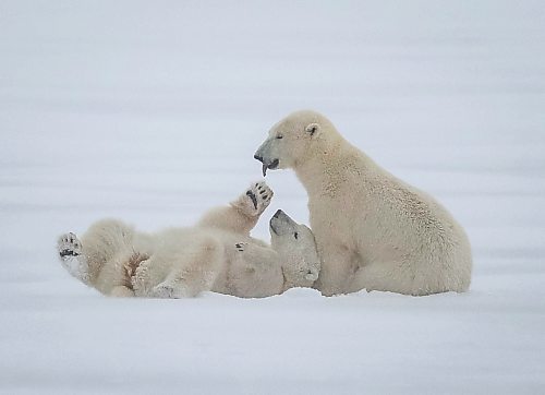 JESSICA LEE / WINNIPEG FREE PRESS

Polar bears play in the snow on Churchill, Manitoba on November 20, 2021

Reporter: Sarah









