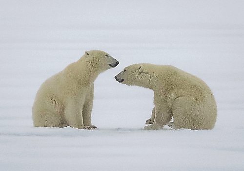 JESSICA LEE / WINNIPEG FREE PRESS



Polar bears play in the snow on Churchill, Manitoba on November 20, 2021



Reporter: Sarah