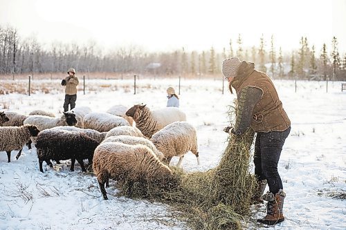 MIKAELA MACKENZIE / WINNIPEG FREE PRESS

Anna Hunter, co-director of Pembina Fibreshed, feeds her flock of wool sheep at her fibre farm east of Winnipeg on Tuesday, Dec. 6, 2022. For green page story.
Winnipeg Free Press 2022.