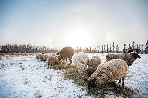 MIKAELA MACKENZIE / WINNIPEG FREE PRESS

Anna Hunter&#x573; flock of wool sheep at her fibre farm east of Winnipeg on Tuesday, Dec. 6, 2022. For green page story.
Winnipeg Free Press 2022.