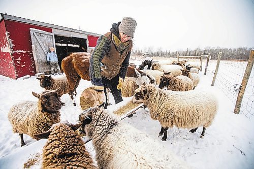 MIKAELA MACKENZIE / WINNIPEG FREE PRESS

Anna Hunter, co-director of Pembina Fibreshed, feed oats to her her flock of wool sheep at her fibre farm east of Winnipeg on Tuesday, Dec. 6, 2022. For green page story.
Winnipeg Free Press 2022.