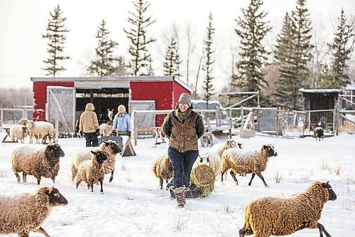 MIKAELA MACKENZIE / WINNIPEG FREE PRESS

Anna Hunter, co-director of Pembina Fibreshed, feeds her flock of wool sheep at her fibre farm east of Winnipeg on Tuesday, Dec. 6, 2022. For green page story.
Winnipeg Free Press 2022.