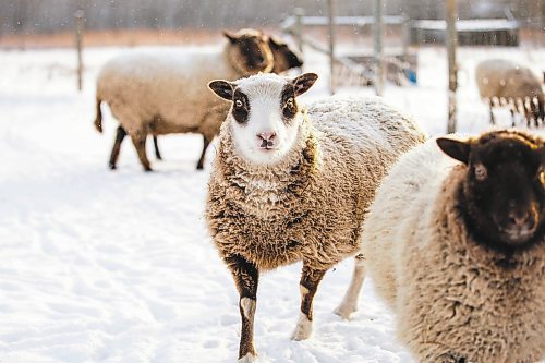 MIKAELA MACKENZIE / WINNIPEG FREE PRESS

Anna Hunter&#x573; flock of wool sheep at her fibre farm east of Winnipeg on Tuesday, Dec. 6, 2022. For green page story.
Winnipeg Free Press 2022.