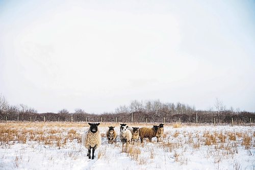 MIKAELA MACKENZIE / WINNIPEG FREE PRESS

Anna Hunter&#x573; flock of wool sheep at her fibre farm east of Winnipeg on Tuesday, Dec. 6, 2022. For green page story.
Winnipeg Free Press 2022.