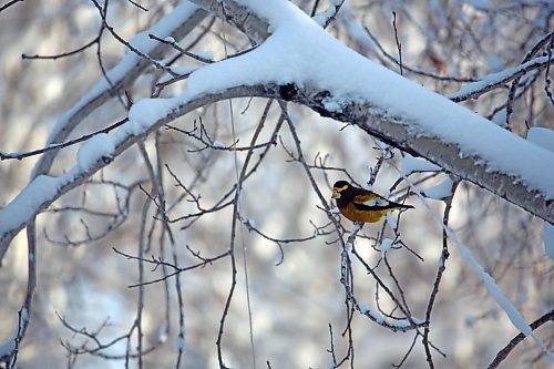 An Evening Grosbeak perches on a branch in the yard of retired Parks Canada employee Ken Kingdon in Onanole, south of Riding Mountain National Park on Tuesday afternoon. Kingdon and other volunteers and Park officials participated in the annual Christmas Bird Count, held in the park on Dec. 20. (Matt Goerzen/The Brandon Sun)