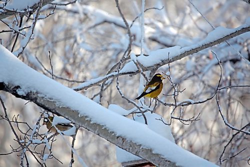 An Evening Grosbeak perches on a branch in the yard of retired Parks Canada employee Ken Kingdon in Onanole, south of Riding Mountain National Park on Tuesday afternoon. Kingdon and other volunteers and Park officials participated in the annual Christmas Bird Count, held in the park on Dec. 20. (Matt Goerzen/The Brandon Sun)
