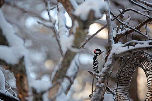 A Downy Woodpecker visits a bird feeder on a private yard in Onanole on Dec. 20.  (Matt Goerzen/The Brandon Sun)